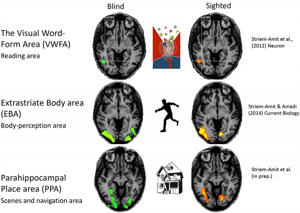 visual cortex activations in the blind