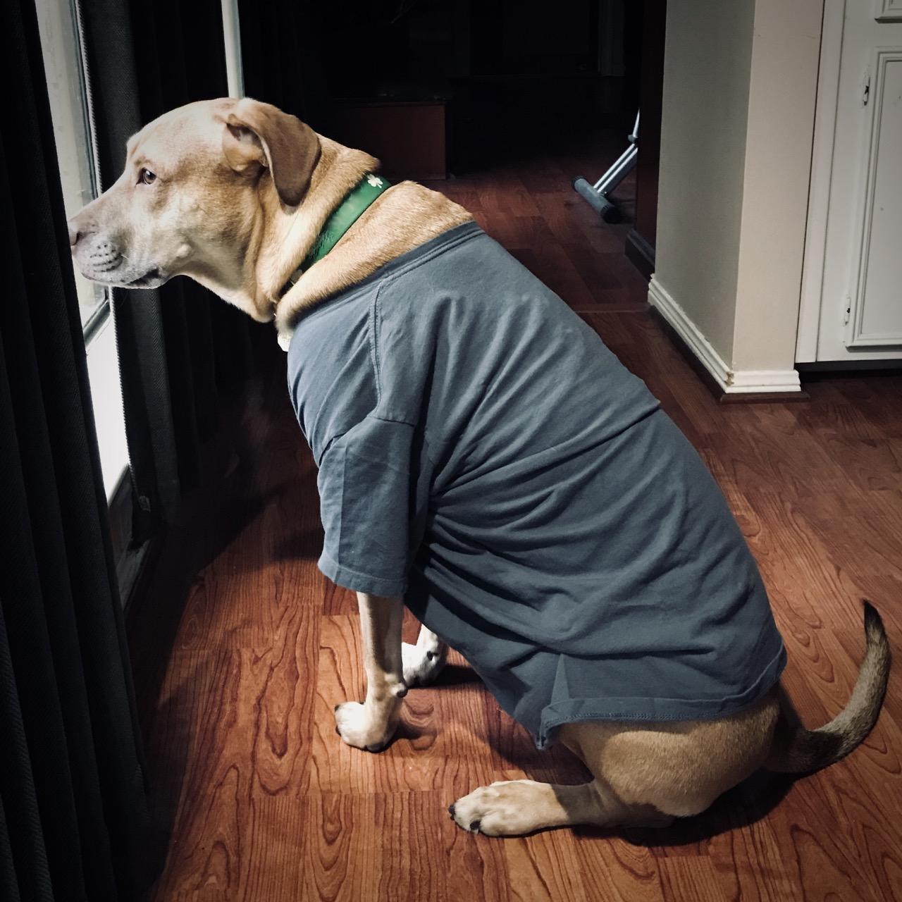 Murphy in a Thunder Shirt Looks Out the Window
